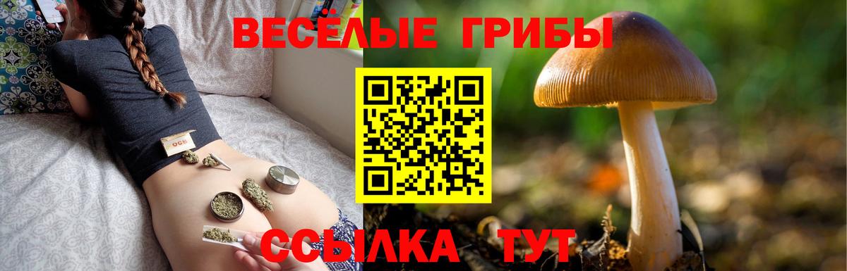 Галлюциногенные грибы Psilocybe Мелеуз